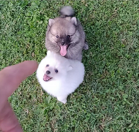 Cucciolo Spitz cane piccolo e Toy