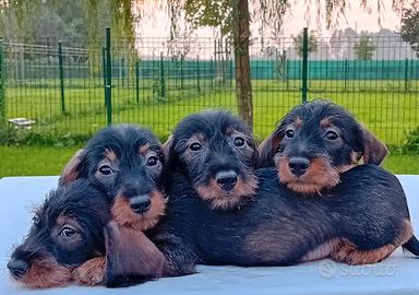 Bassotti Tedeschi a pelo duro con pedigree Enci