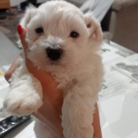 Cucciolo maltese