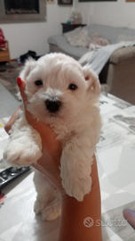 Cucciolo maltese