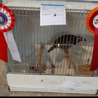 Colino della California