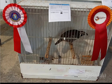 Colino della California