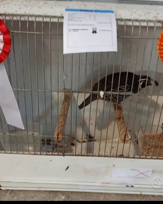 Colino della California