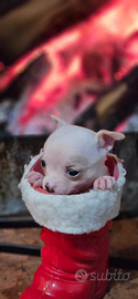 Chihuahua mini toy