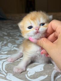 Cuccioli British Longhair