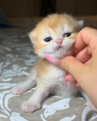 Cuccioli British Longhair