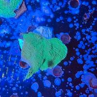 Montipora verde fogliosa frag