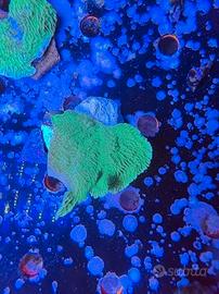 Montipora verde fogliosa frag