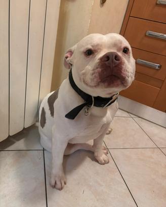 Cane per monta