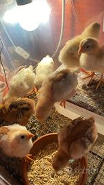 Prenotazione pulcini mix ovaiole