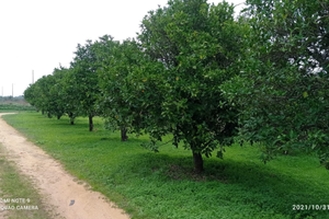 Agrumeto ha 7;40 a Granieri