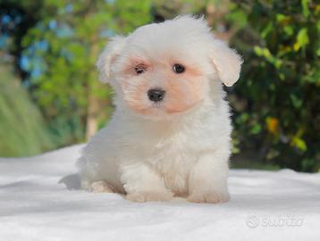 Maltese TOY
