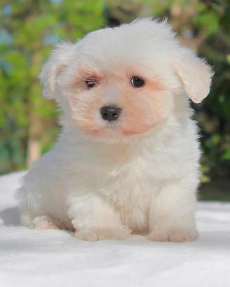 Maltese TOY
