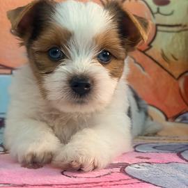 Cuccioli Biewer Yorkshire terrier
