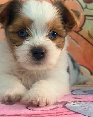 Cuccioli Biewer Yorkshire terrier