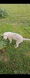 Cuccioli Lagotto romagnolo