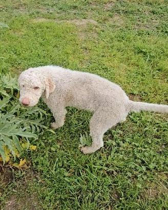 Cuccioli Lagotto romagnolo