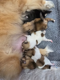 Spitz della Pomerania