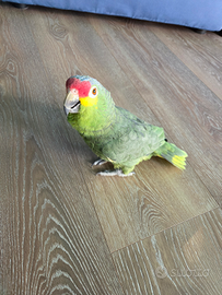 Amazzoni fronte rosso e blu