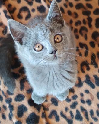 Gattini British shortair