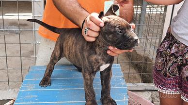 Cuccioli di cane corso