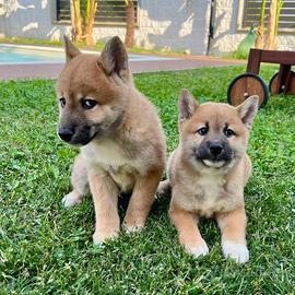 Cuccioli allevati da noi ( shiba inu)
