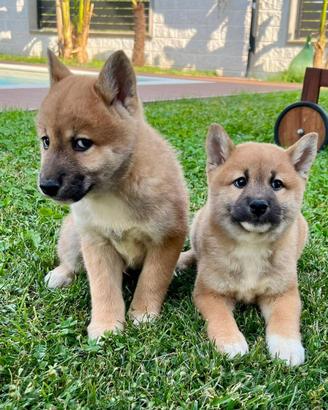 Cuccioli allevati da noi ( shiba inu)