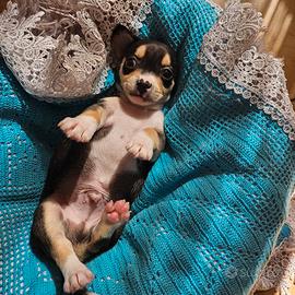 Chihuahua maschio 2 mini