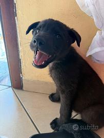 Cuccioli di labrador