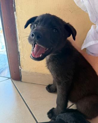 Cuccioli di labrador