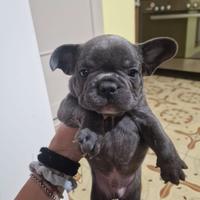 Cucciolo bulldog francese