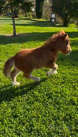 Mini pony femmina