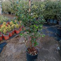 feijoa sellowiana, fiori belli e frutti deliziosi