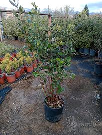 feijoa sellowiana, fiori belli e frutti deliziosi
