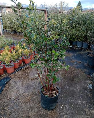 feijoa sellowiana, fiori belli e frutti deliziosi