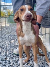 Pangolino cucciolo socievole 6 mesi taglia contenu