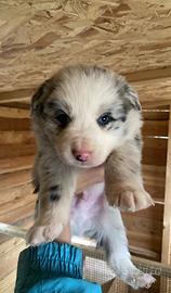 Cucciolo di Border Collie blu merle