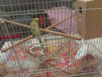 Pappagallini con gabbia