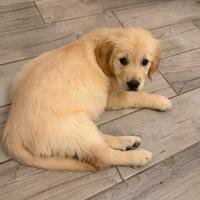 Golden retriver femmina