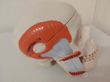 Modello Anatomico Cranio  Con Muscoli Masticatori