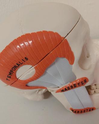Modello Anatomico Cranio  Con Muscoli Masticatori