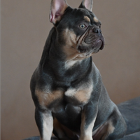 Bulldog francese