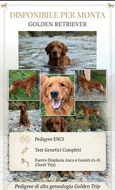 Golden retriver per monta