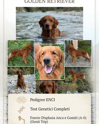 Golden retriver per monta
