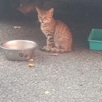 Aiuto x colonia felina