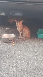 Aiuto x colonia felina