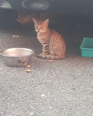 Aiuto x colonia felina