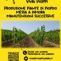 Pioppi clone i-214 di anni 1 o 2 pioppelle