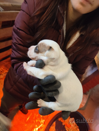 Cuccioli Jack Russell