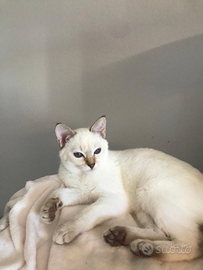 Cuccioli thai (siamese Tradizionale)